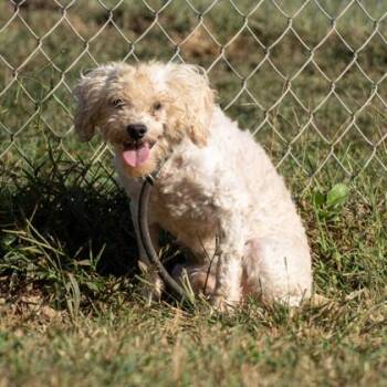 Miller -  Poodle Dog for Adoption in Yellville, Arkansas - Miller | PetCurious