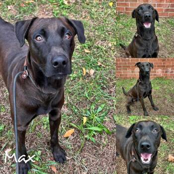 Rescue Labrador Retriever Dogs for Adoption in Fairhope, Alabama - Max | PetCurious