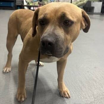 Rescue Pit Bull Terrier and Mixed Breed Dogs for Adoption in Turlock, California - Reese | PetCurious
