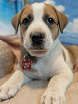 Cirie Fields -  Great Pyrenees and Anatolian Shepherd Dog for Adoption in Kiowa, Oklahoma - Cirie Fields | PetCurious
