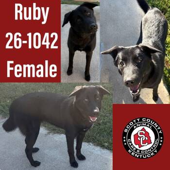 Ruby -  Shepherd Dog for Adoption in Georgetown, Kentucky - Ruby | PetCurious