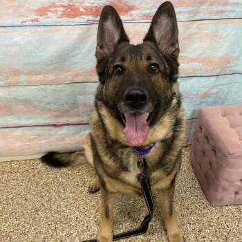 Stormy -  German Shepherd Dog Dog for Adoption in Cheyenne, Wyoming - Stormy | PetCurious
