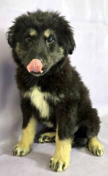 German Shepherd Dog and Great Pyrenees Dogs Available for Adoption in Morton Grove, Illinois - Bear | PetCurious
