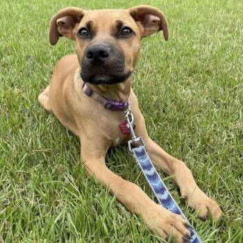 Black Mouth Cur Dogs Available for Adoption - Ranger | PetCurious