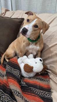 American Staffordshire Terrier and Boxer Dogs Available for Adoption in Sayreville, New Jersey - Judy | PetCurious
