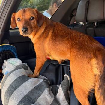 Coco Melon -  Mixed Breed Dog for Adoption in Philadelphia, Pennsylvania - Coco Melon | PetCurious