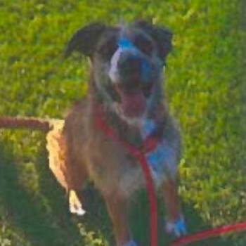 Terrier and Mixed Breed Dogs Available for Adoption in Tacoma, Washington - Harriette | PetCurious