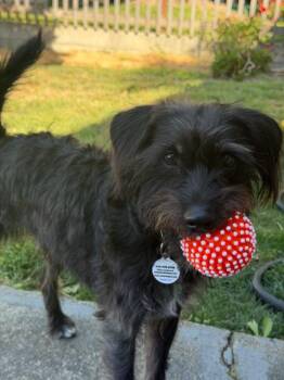 Mango -  Schnauzer and Terrier Dog for Adoption in Lafayette, California - Mango | PetCurious