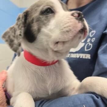 Pit Bull Terrier Dogs Available for Adoption - Frankie | PetCurious