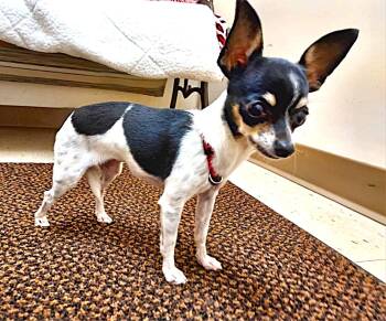 Rescue Chihuahua Dogs for Adoption in Falls Creek, Pennsylvania - Oreo And Coco | PetCurious