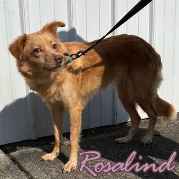 Rosalind -  Mixed Breed Dog for Adoption in Hillsboro, Ohio - Rosalind | PetCurious