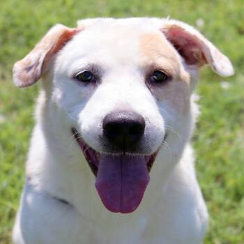 Storm (AO36631) -  Labrador Retriever Dog for Adoption in Kansas City, Kansas - Storm (AO36631) | PetCurious