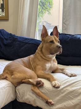 Pit Bull Terrier Dogs Available for Adoption - Oden | PetCurious