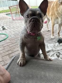French Bulldog Dogs Available for Adoption - Emma | PetCurious