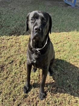 Pit Bull Terrier and Labrador Retriever Dogs Available for Adoption - SALLY | PetCurious