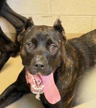 Hermione -  Cane Corso and Mixed Breed Dog for Adoption in South Bend, Indiana - Hermione | PetCurious