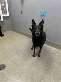 German Shepherd Dog Dogs Available for Adoption in Las Vegas, Nevada - OTIS | PetCurious