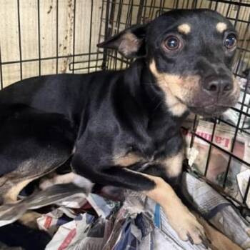 Rescue Miniature Pinscher Dogs for Adoption in San Juan, San Juan - Saty | PetCurious