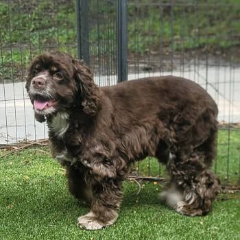 Choco -  Cocker Spaniel Dog for Adoption in Loxahatchee Groves, Florida - Choco | PetCurious
