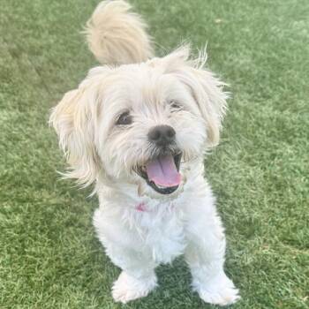 Shih Tzu and Maltese Dogs Available for Adoption in Walnut Creek, California - Chameleon | PetCurious