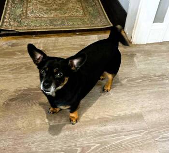 Roscoe -  Chihuahua and Dachshund Dog for Adoption in Buffalo, New York - Roscoe | PetCurious
