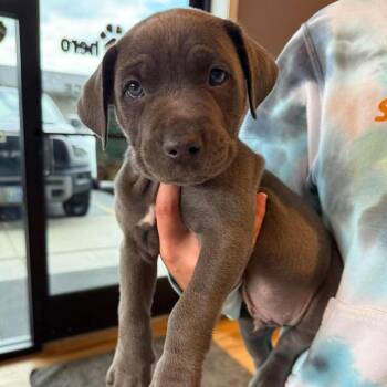 Holly Puppy 3 (Male) -  Mixed Breed Dog for Adoption in Bend, Oregon - Holly Puppy 3 (Male) | PetCurious