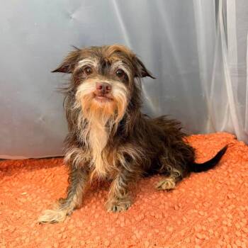 Yorkshire Terrier and Cairn Terrier Dogs Available for Adoption in Foley, Alabama - Topaz | PetCurious