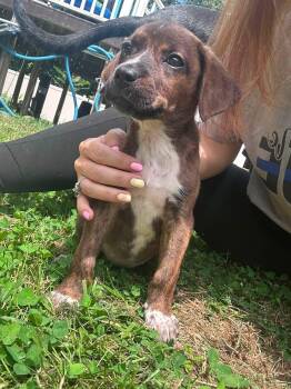 Roo -  Boxer Dog for Adoption in Collingswood, New Jersey - Roo | PetCurious