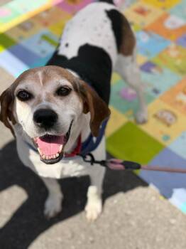 Peaches (Foster or Adopter needed) -  Hound Dog for Adoption in Westwood, New Jersey - Peaches (Foster Or Adopter Needed) | PetCurious