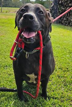 GIGI -  Labrador Retriever Dog for Adoption in Houston, Texas - GIGI | PetCurious