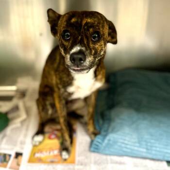 Chihuahua Dogs Available for Adoption in Galveston, Texas - Paco | PetCurious