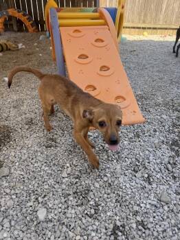 Tia -  Chihuahua Dog for Adoption in Woodstock, Ontario - Tia | PetCurious