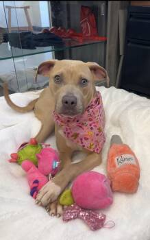 Pit Bull Terrier Dogs Available for Adoption in New Rochelle, New York - Birdie | PetCurious