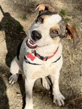 Australian Cattle Dog Blue Heeler Dogs Available for Adoption in Clayton, North Carolina - Beau - AVAILABLE TO FOSTER OR ADOPT | PetCurious