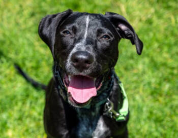 Rescue Labrador Retriever and Hound Dogs for Adoption in Island Lake, Illinois - Banjo | PetCurious