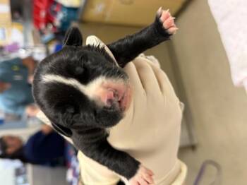 A1933360 -  Pit Bull Terrier and Mixed Breed Dog for Adoption in Riverside, California - A1933360 | PetCurious
