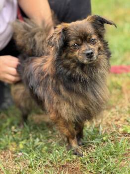 Pomeranian Dogs Available for Adoption in Meherrin, Virginia - Duke | PetCurious