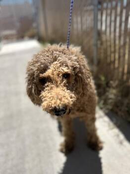 Bunny -  Standard Poodle Dog for Adoption in Victorville, California - Bunny | PetCurious