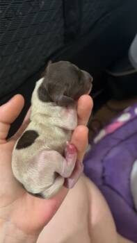 Liberty -  Miniature Dachshund Dog for Sale in Mesquite, Texas - Liberty | PetCurious