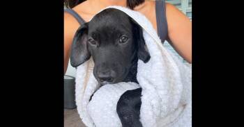Cosmo -  Mixed Breed Dog for Adoption in Naranjito, Naranjito - Cosmo | PetCurious