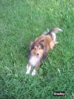 Bradley -  Shetland Sheepdog Sheltie Dog for Adoption in Dublin, Ohio - Bradley | PetCurious