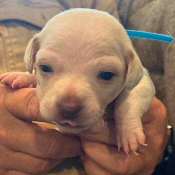 Kensington -  Chihuahua and Dachshund Dog for Adoption in Nampa, Idaho - Kensington | PetCurious