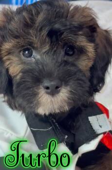 Turbo -  Goldendoodle Dog for Sale in St. Cloud, Florida - Turbo | PetCurious