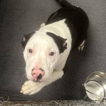 American Staffordshire Terrier Dogs Available for Adoption - T-Bone | PetCurious