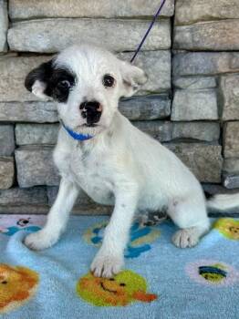 Frank -  French Bulldog and Dachshund Dog for Adoption in Yakima, Washington - Frank | PetCurious