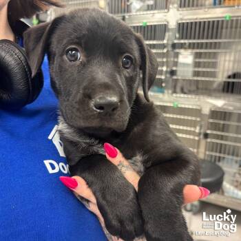 Pippi -  Labrador Retriever and Shepherd Dog for Adoption in Washington, District Of Columbia - Pippi | PetCurious