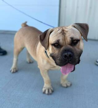 Fifa -  American Bulldog Dog for Adoption in Othello, Washington - Fifa | PetCurious