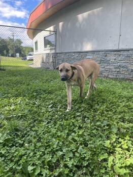 Buddy -  Mixed Breed Dog for Adoption in Hyde Park, New York - Buddy | PetCurious
