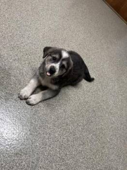 Riley -  Golden Retriever and Great Pyrenees Dog for Adoption in Pequot Lakes, Minnesota - Riley | PetCurious