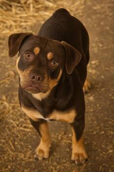 Rescue American Bulldog and Dachshund Dogs for Adoption in El Dorado, Arkansas - Dutch | PetCurious